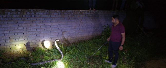 कोरबा: घर के आंगन में बैठा 15 फीट लंबा किंग कोबरा, वन विभाग और नोवा नेचर वेलफेयर सोसायटी ने किया सफल रेस्क्यू
