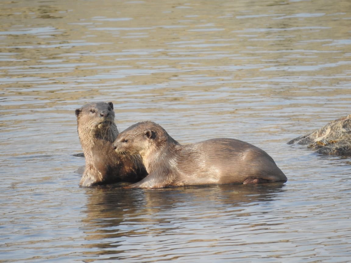 इंद्रावती टाइगर रिज़र्व में दिखा दुर्लभ स्मूथ-कोटेड ऊदबिलाव — छत्तीसगढ़ से पहली फोटोग्राफिक पुष्टि
