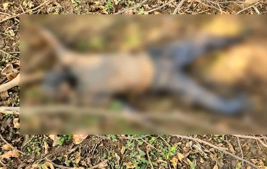 रायपुर ब्रेकिंग न्यूज़: नवा रायपुर में मिली अज्ञात लाश की हुई पहचान, जबलपुर निवासी अक्षत चौधरी निकला मृतक — राज्योत्सव में लाइट लगाने आई टीम के साथ था, 24 अक्टूबर से था लापता