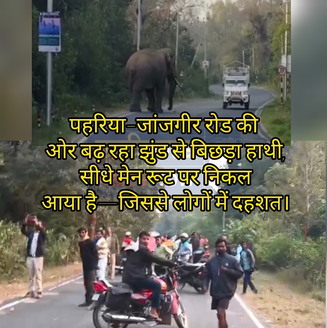 पहरिया–जांजगीर रोड की ओर बढ़ रहा झुंड से बिछड़ा हाथी, सीधे मेन रूट पर निकल आया है—जिससे लोगों में दहशत।