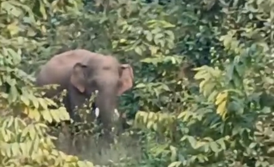 छाता जंगल से बिछड़ा दतेल हाथी अब मुरली ग्राम के जंगलों में सक्रिय, वन विभाग अलर्ट पर