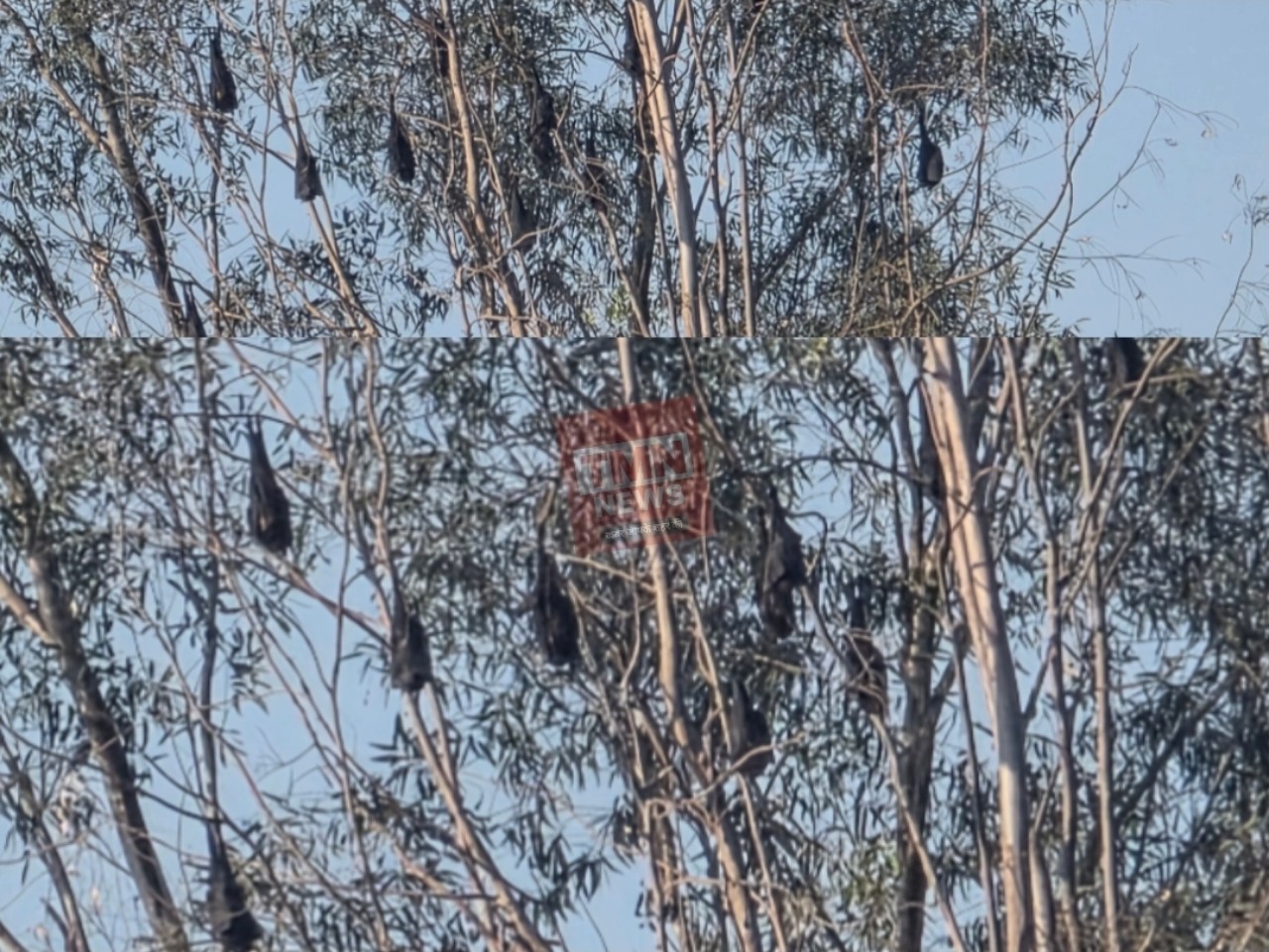 छत्तीसगढ़ के कुसमुंडा धर्मपुर में दिखा दुर्लभ प्राकृतिक नज़ारा — पेड़ों पर झुंड बनाकर बैठे विशाल फ्लाइंग फॉक्स