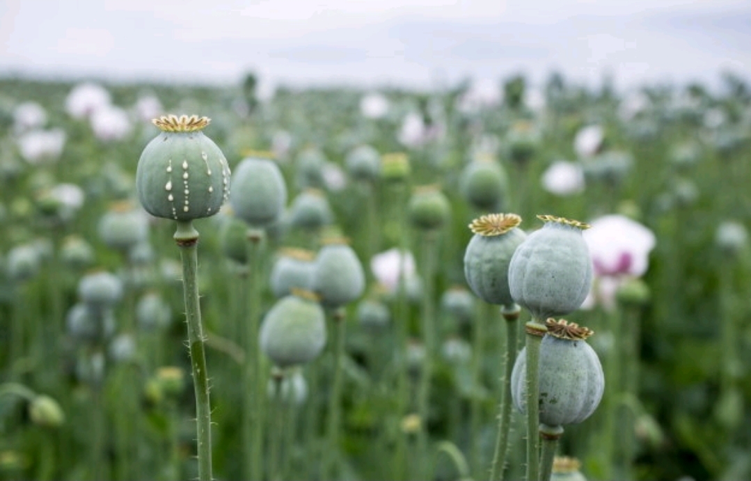 छत्तीसगढ़ में अफीम पर शिकंजा: दुर्ग-बलरामपुर के बाद रायगढ़ में अवैध खेती का खुलासा छत्तीसगढ़ में अफीम पर शिकंजा: दुर्ग-बलरामपुर के बाद रायगढ़ में अवैध खेती का खुलासा