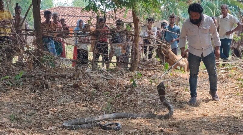 पसरखेत रेंज के ग्राम छुईढोड़ा में 11 फीट लंबे किंग कोबरा का सफल रेस्क्यू, सुरक्षित वन क्षेत्र में छोड़ा गया