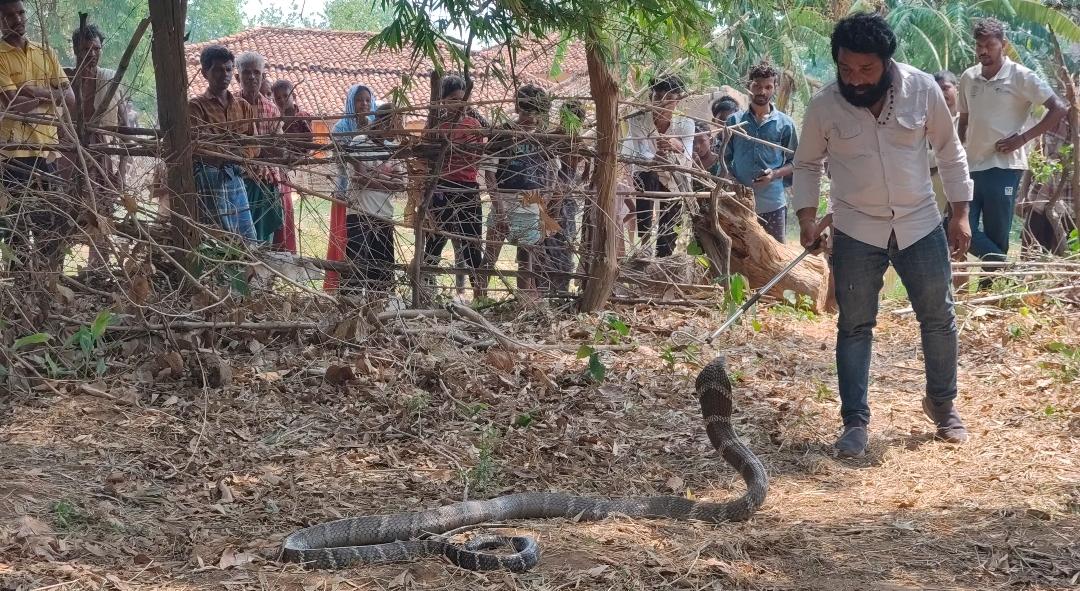 पसरखेत रेंज के ग्राम छुईढोड़ा में 11 फीट लंबे किंग कोबरा का सफल रेस्क्यू, सुरक्षित वन क्षेत्र में छोड़ा गया